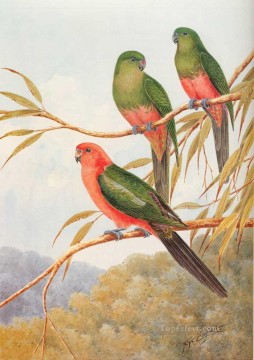 Oiseau œuvres - roi australien perroquet